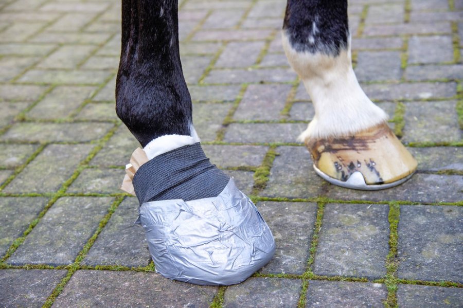 How to Wrap a Horse's Leg: Step-By-Step Guide In 2023